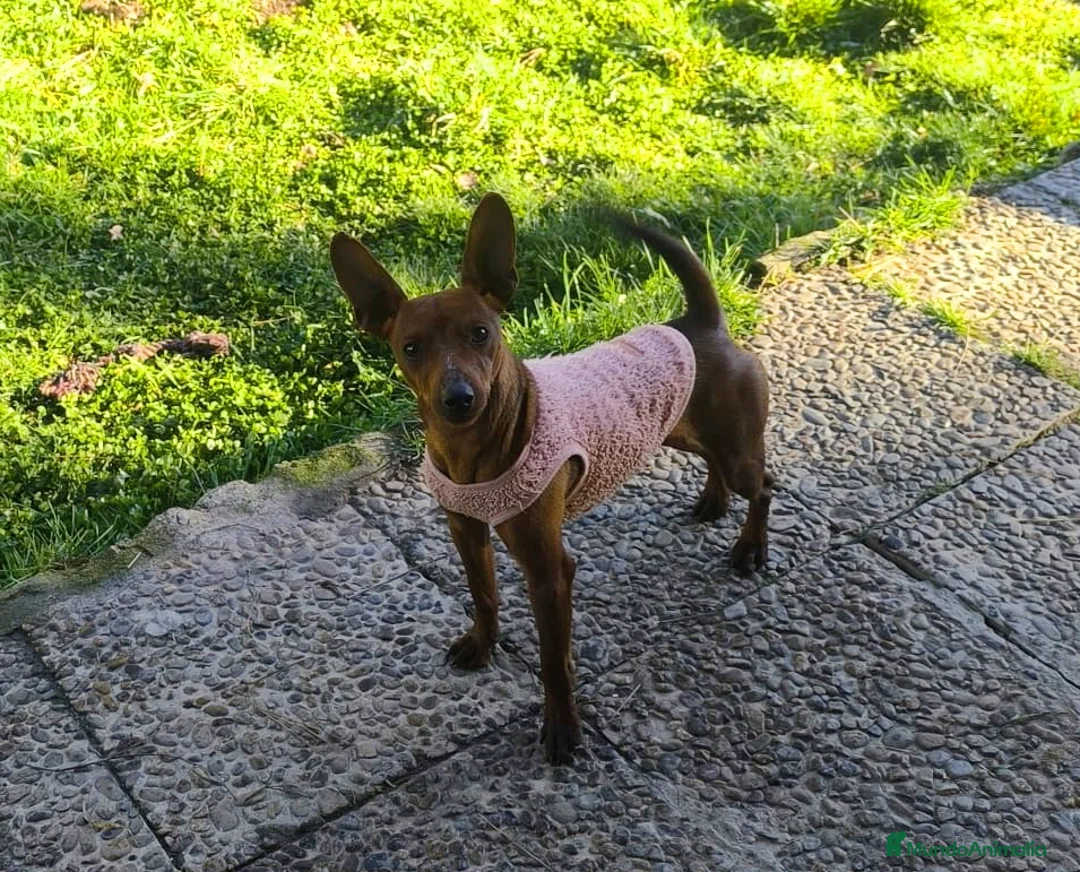 Pinscher Miniatura perros en venta: Pinscher miniatura disponibles  - Anuncio 5