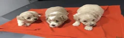 Maltipoo perros en venta: PRECIOSOS EJEMPLARES DE MALTIPOO(macho y hembra ) - Anuncio 4