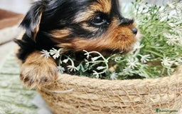 Yorkshire Terrier perros en venta: YORKSHIRE TOY CALIDAD Y SELECCIÓN  - Imagen 3