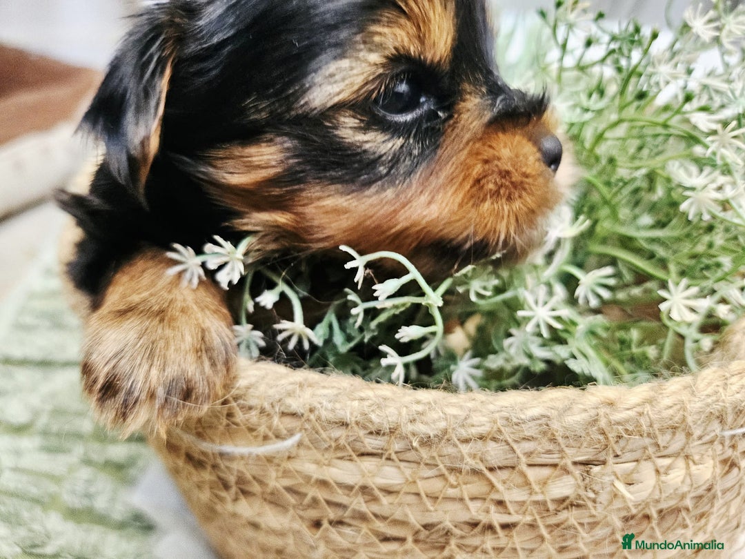 Yorkshire Terrier perros en venta: YORKSHIRE TOY CALIDAD Y SELECCIÓN  - Imagen 3