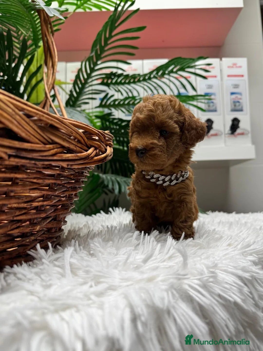 Caniche Toy perros en venta: CANICHE TOY - Anuncio 2