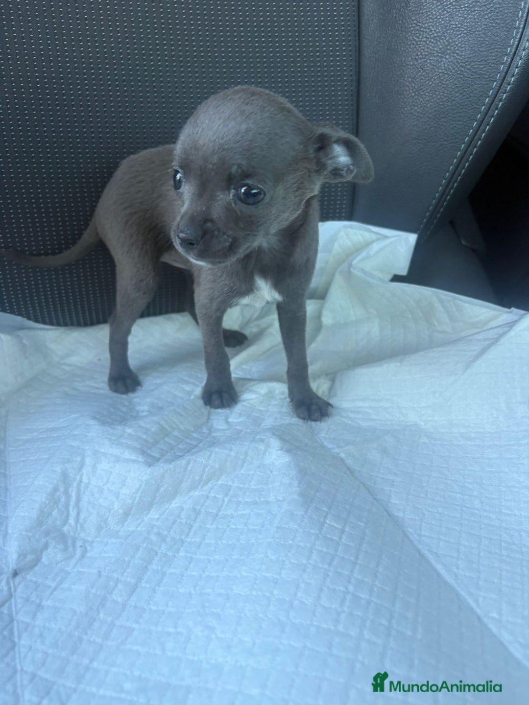 Chihuahua perros en venta: Chihuahua toy blue - Anuncio 7