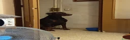 Dobermann perros en venta: Doberman  - Anuncio 8