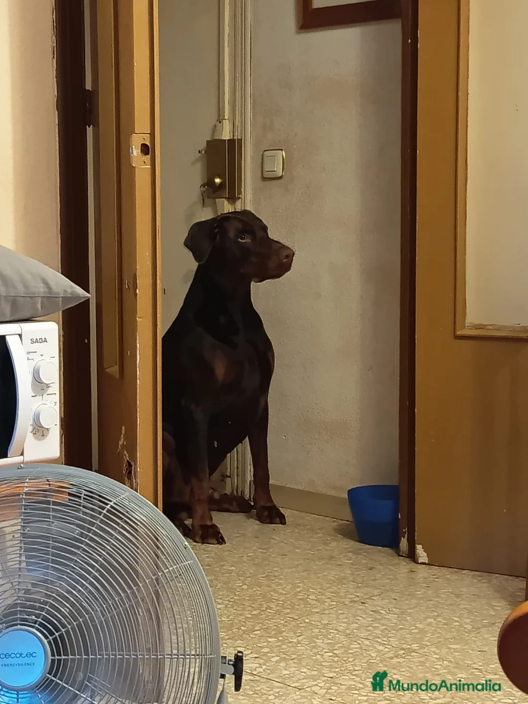 Dobermann perros en venta: Doberman  - Anuncio 8