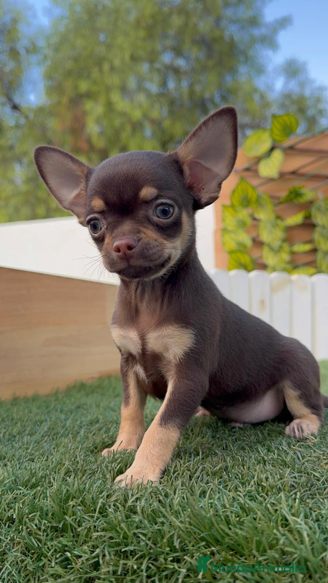Chihuahua perros en venta: CHIHUAHUA MACHO - Imagen 8