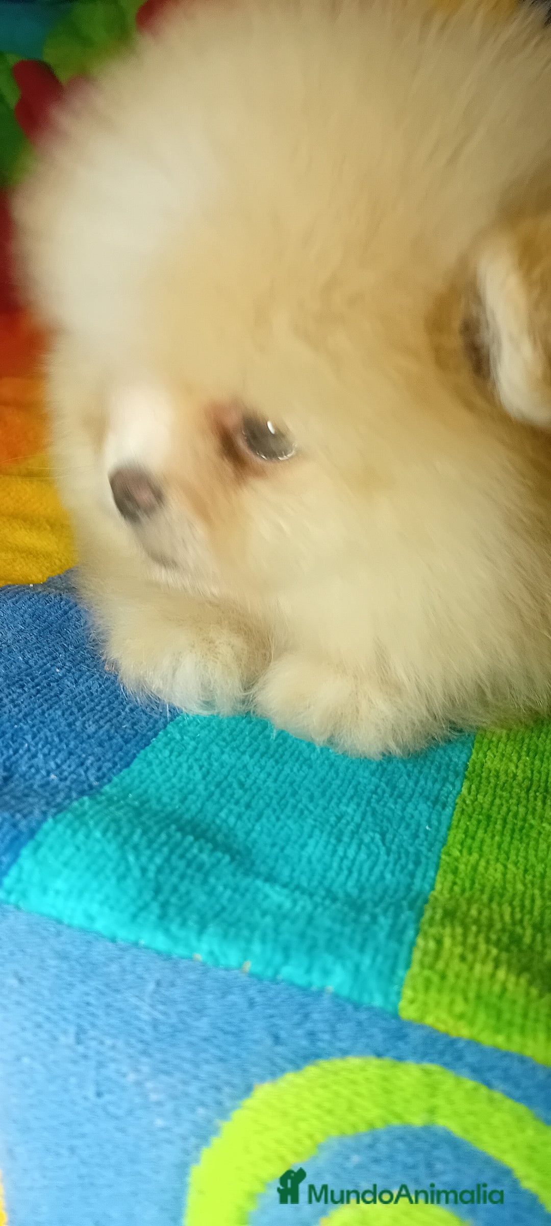 Pomerania perros en venta: Preciosos pomeranias americanos boo  - Imagen 4