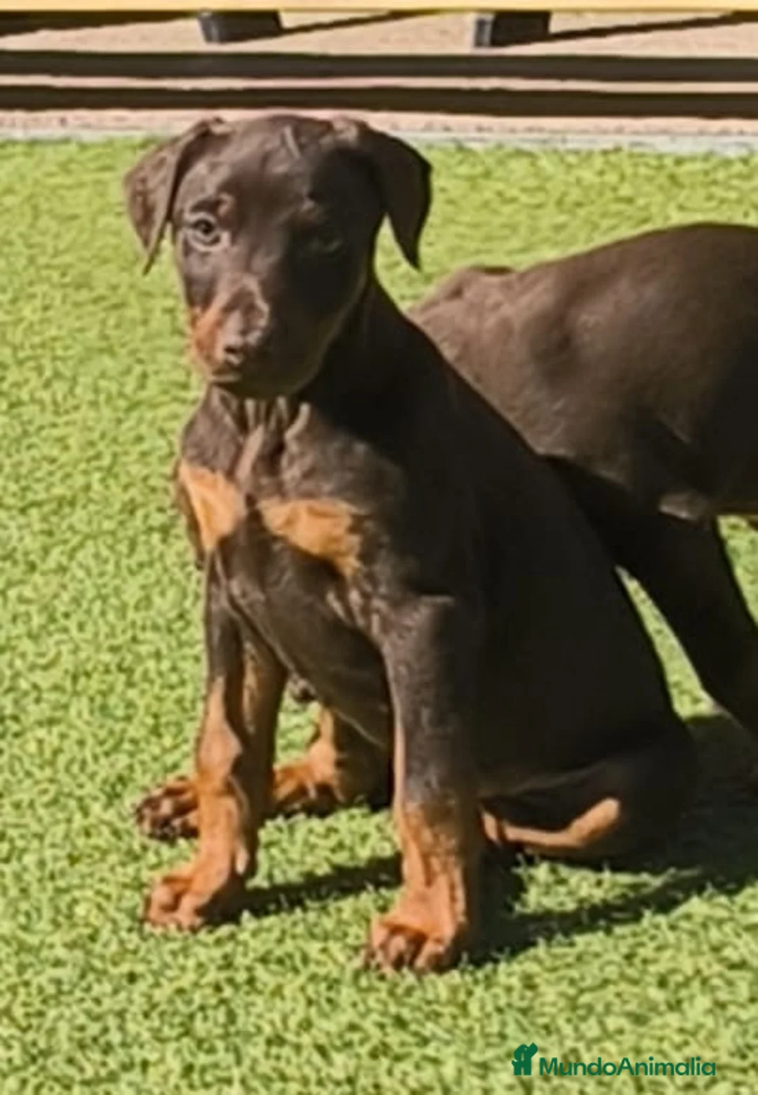 Dobermann perros en venta: Doberman - Anuncio 2