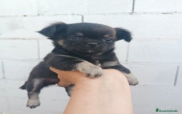 Chihuahua perros en venta: Chihuahuas - Imagen 11