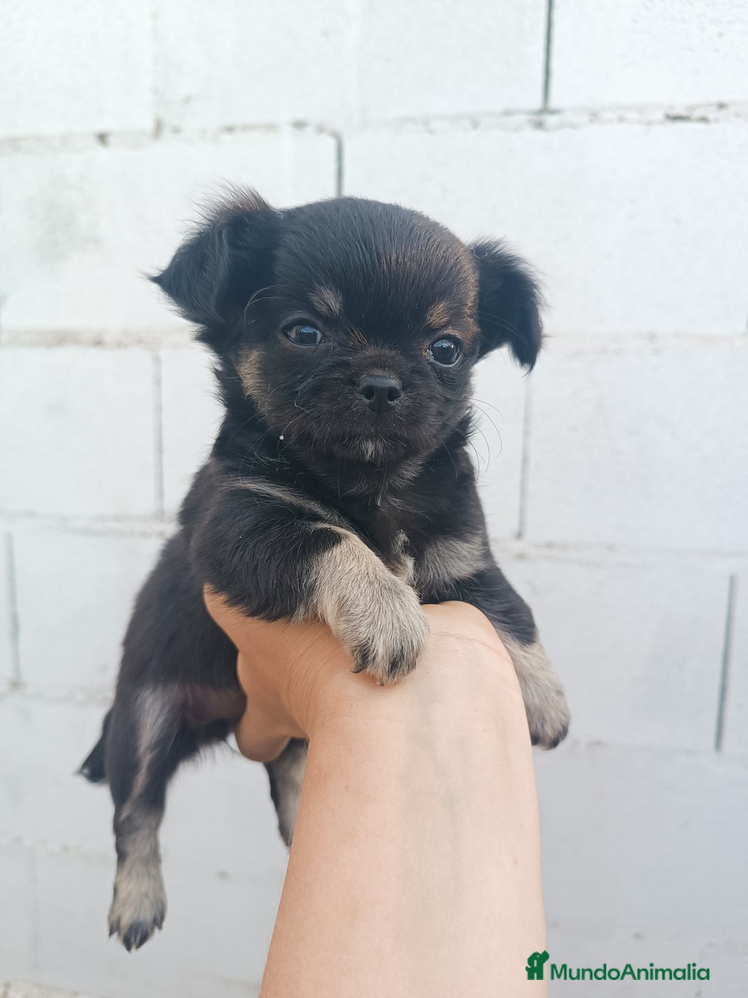 Chihuahua perros en venta: Chihuahuas - Imagen 11