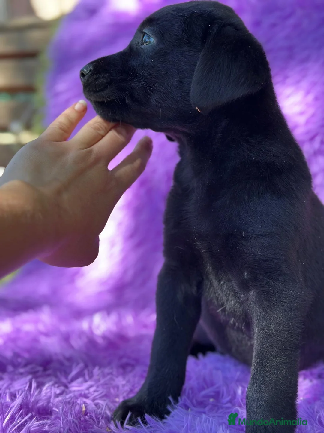 Labrador Retriever perros en venta: CAMADA DE LABRADOR RETRIEVER - Anuncio 3