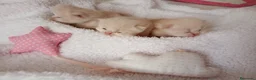 Exótico de Pelo Largo gatos en venta: Gatitos persa himalayo 679805021 - Anuncio 2
