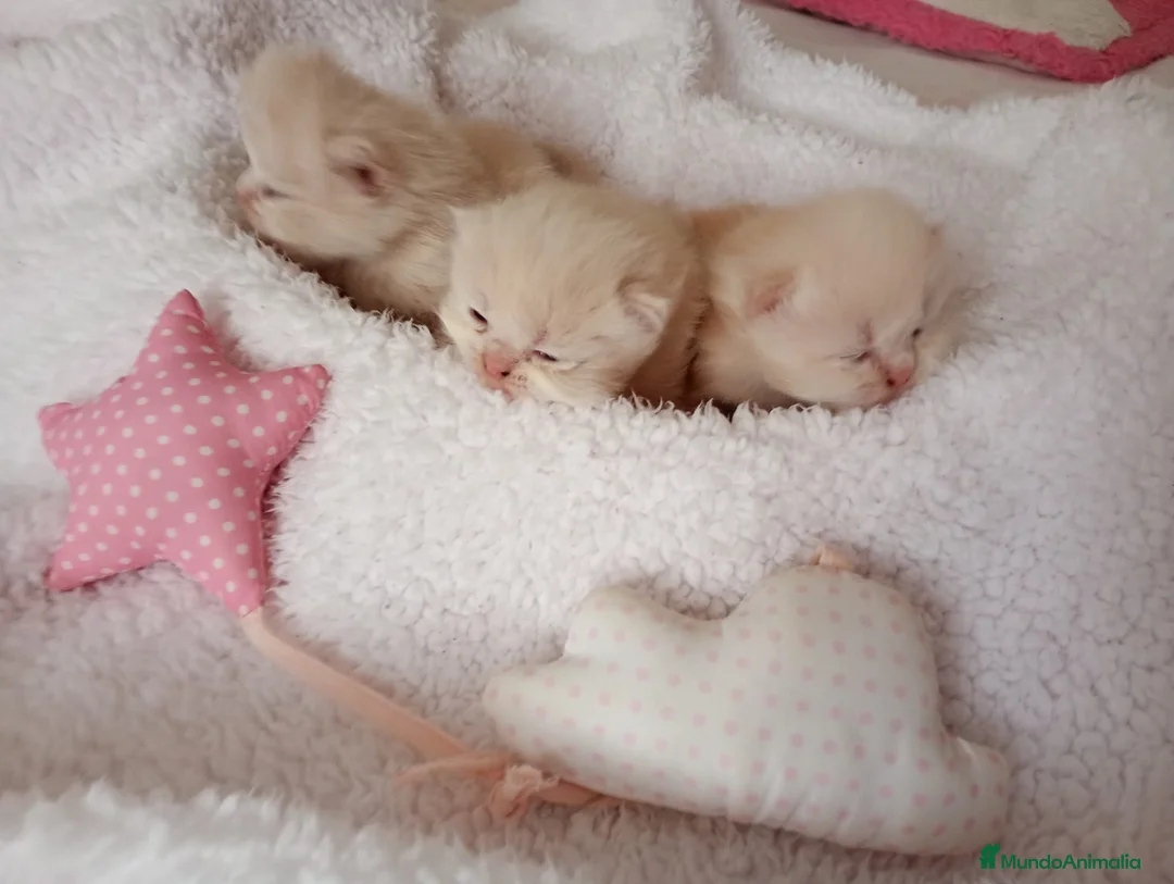 Exótico de Pelo Largo gatos en venta: Gatitos persa himalayo 679805021 - Anuncio 2