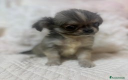 Chihuahua perros en venta: Chihuahua toy pelo largo  - Imagen 4