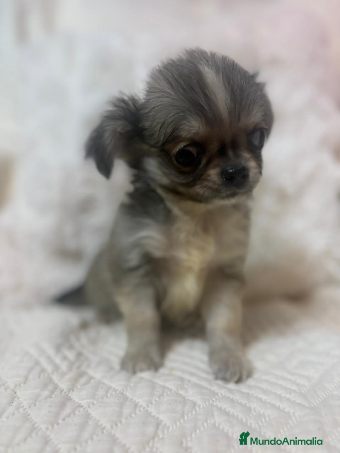 Chihuahua perros en venta: Chihuahua toy pelo largo  - Imagen 4