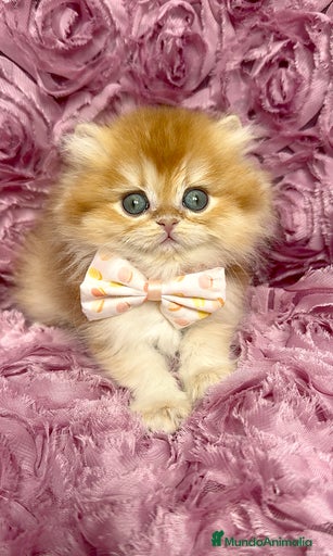 Imagen de galería {{count}}