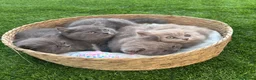 Británico de Pelo Corto Azul gatos en venta: British Blue y Lilac - Anuncio 6