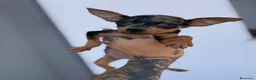 Pinscher Miniatura perros en venta: Mini pincher Exoticos  - Anuncio 15