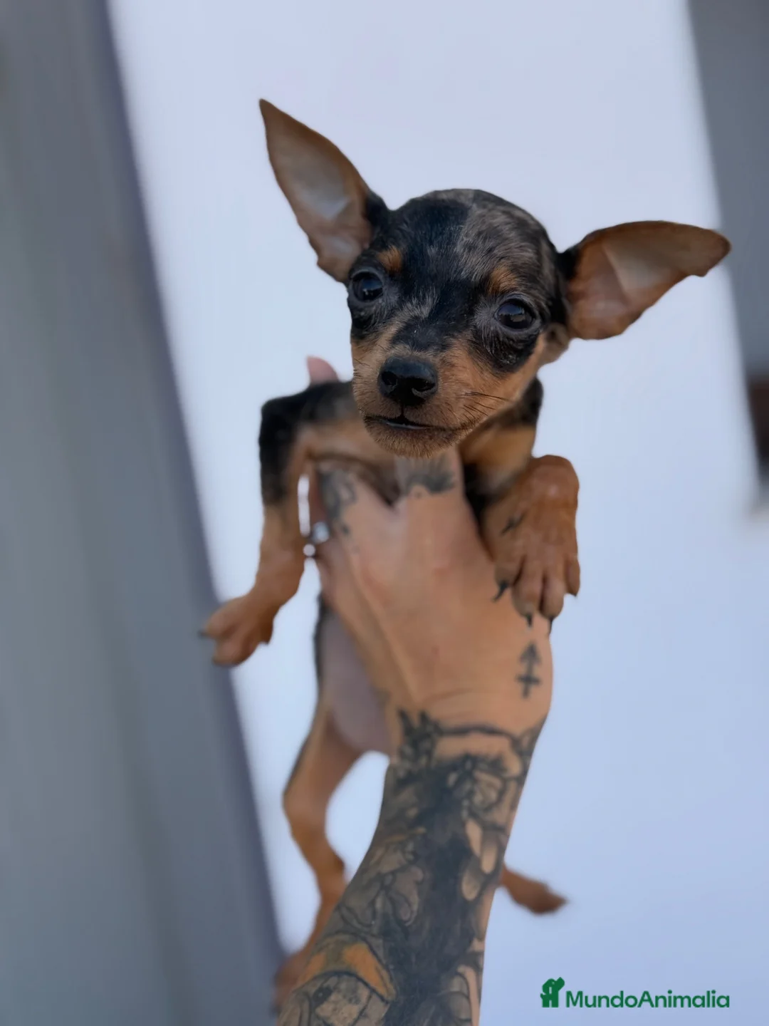 Pinscher Miniatura perros en venta: Mini pincher Exoticos  - Anuncio 15