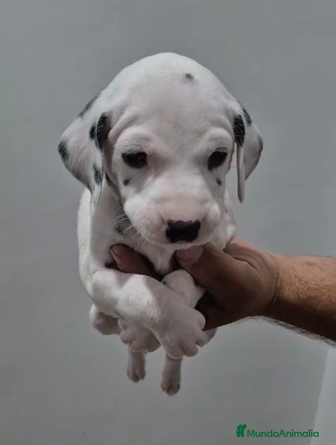 Dálmata perros Dálmatas disponibles🐶🐾 - Anuncio 1