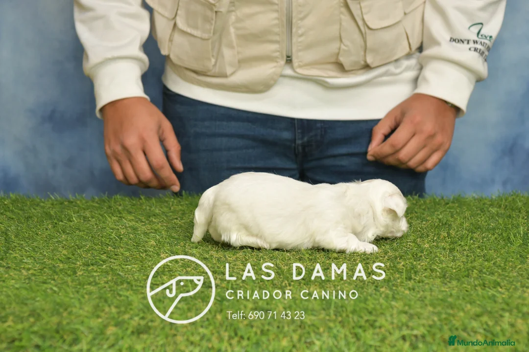 Bichón Maltés perros en venta: BICHÓN MALTÉS DISPONIBLES - Anuncio 3