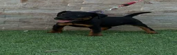 Terrier Alemán de Caza perros en venta: Cachorra Jagd terrier  - Anuncio 2