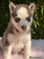 Husky Siberiano Cachorro 9
