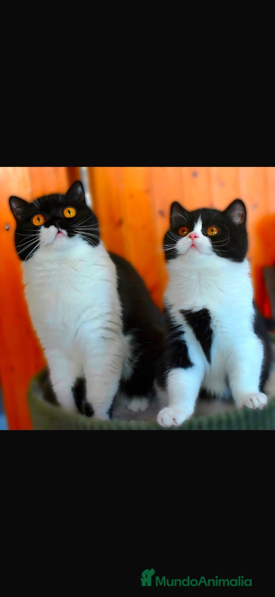 Británico de Pelo Corto gatos Cachorros British Shorthair  - Anuncio 1