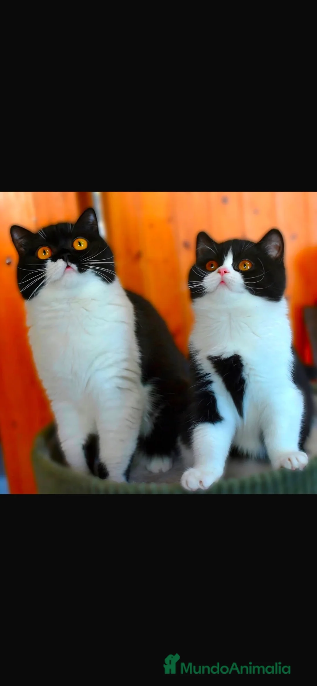 Británico de Pelo Corto gatos en venta: Cachorros British Shorthair  - Anuncio 1