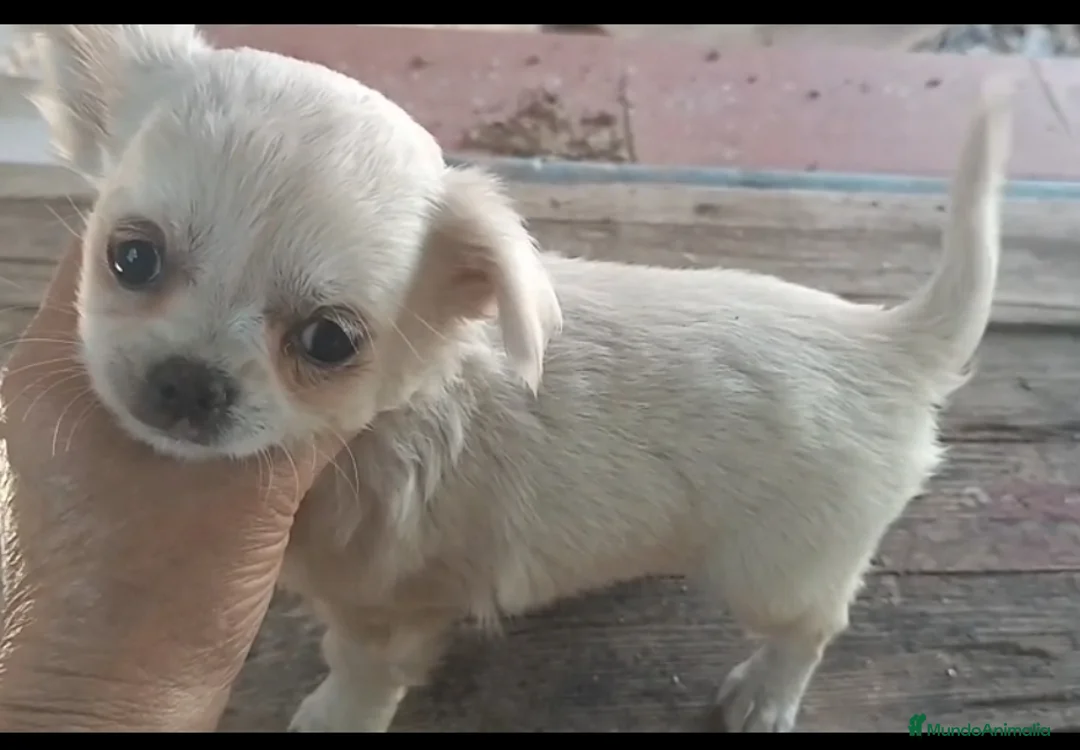 Chihuahua perros en venta: Chihuahuas toys - Anuncio 2