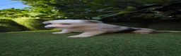 Border Collie perros en venta: border collie blue merle y blanco y negro - Anuncio 16