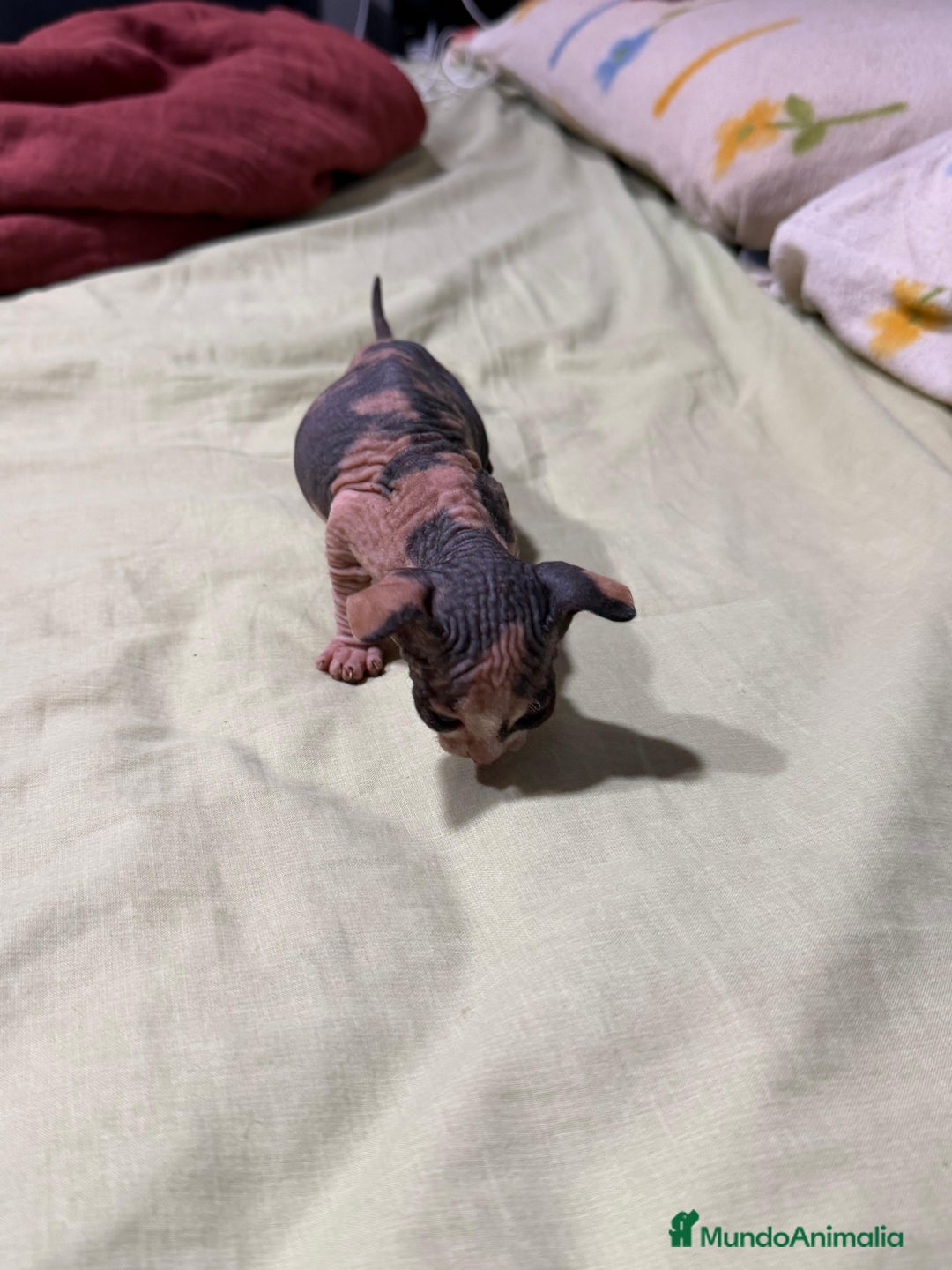 Sphynx gatos en venta: Preciosa cameda de ephynx - Anuncio 12