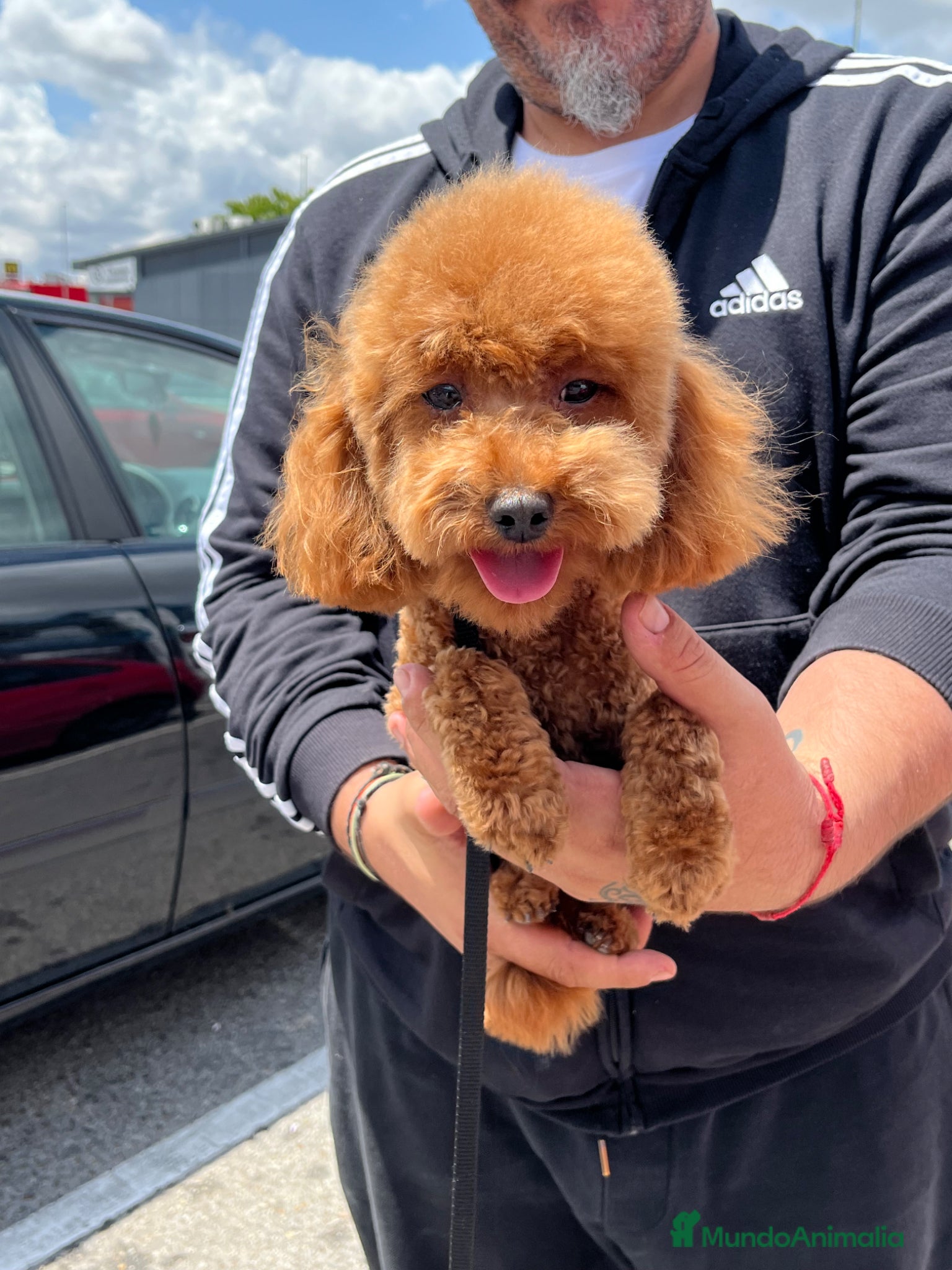 Caniche Toy perros Caniche toy - Anuncio 1