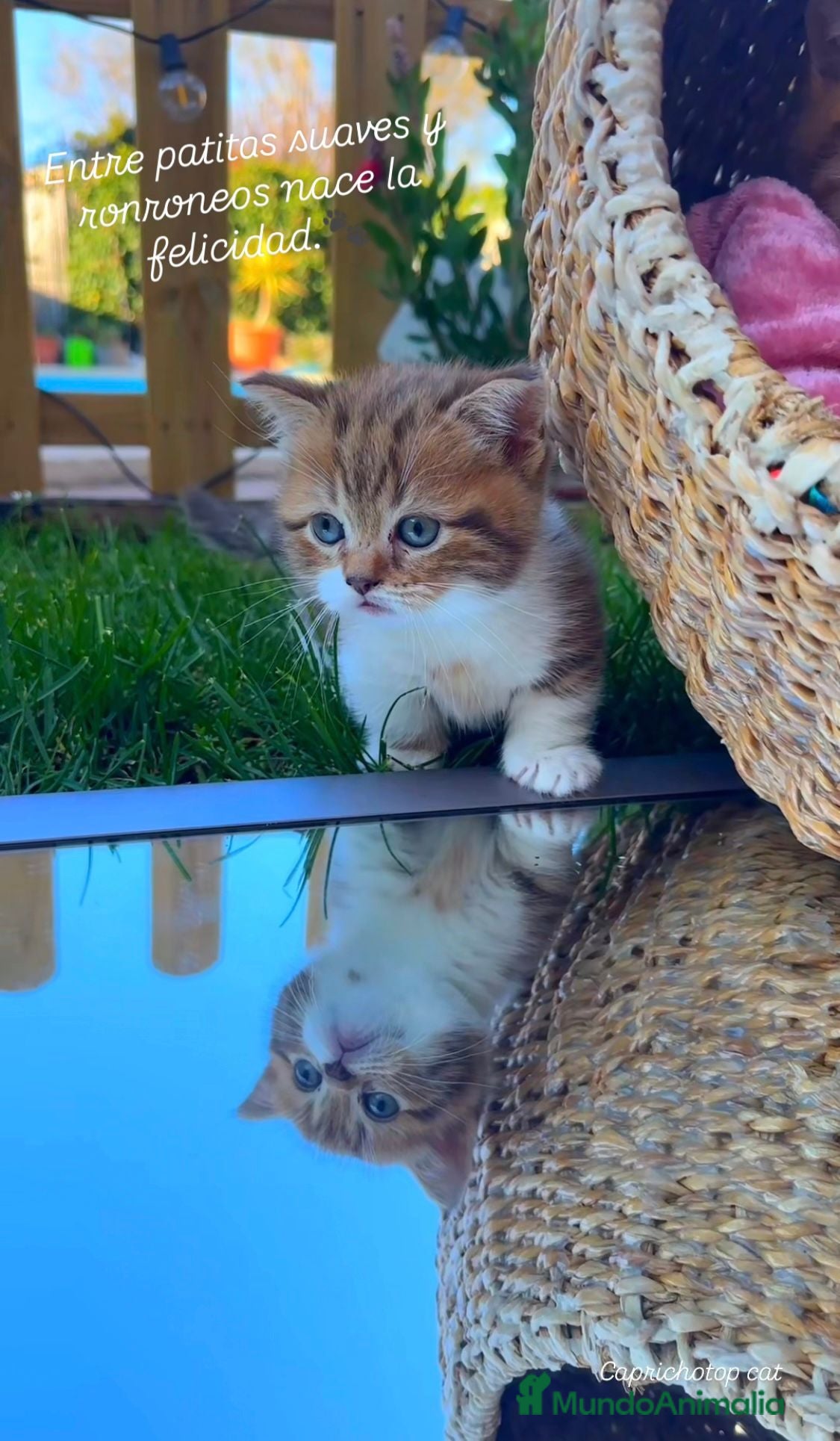 Munchkin gatos Gatitos Munchkin - Anuncio 1