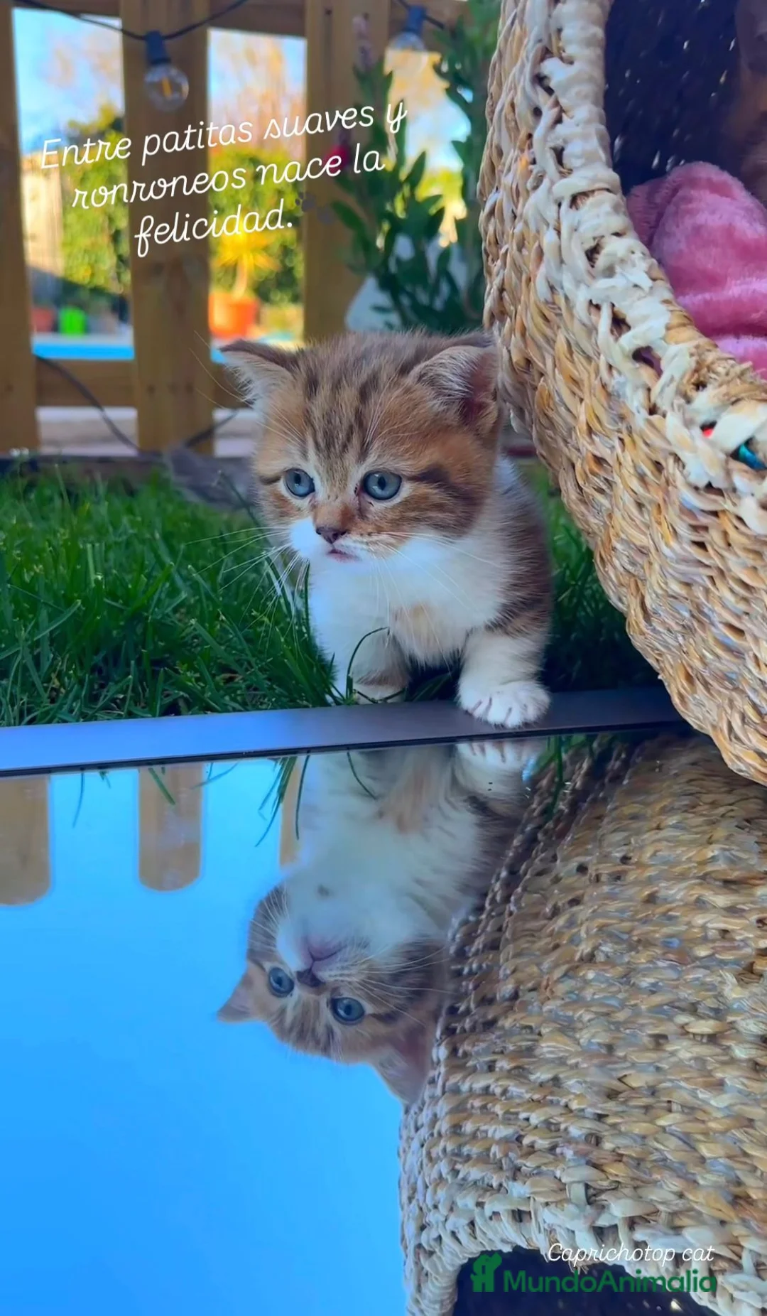 Munchkin gatos en venta: Gatitos Munchkin - Anuncio 1