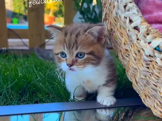 Munchkin gatos Gatitos Munchkin - Anuncio 1