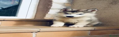 Husky Siberiano 4