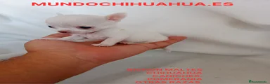 Chihuahua 5