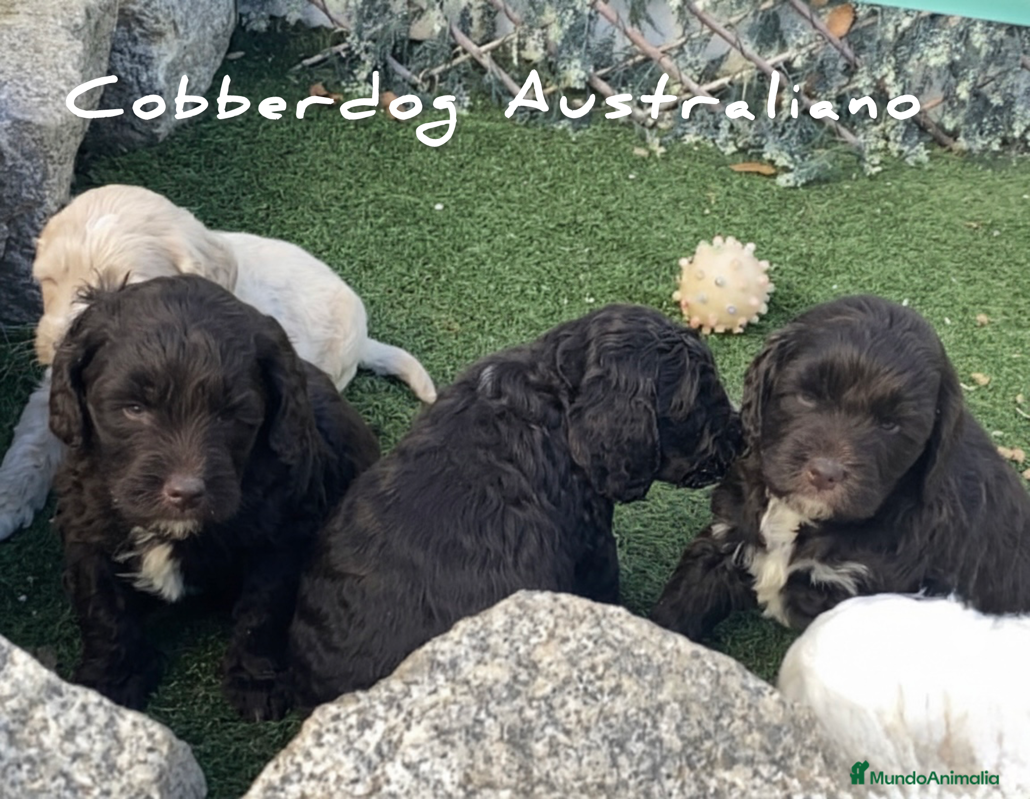 Labradoodle perros Cobberdog Australianos, abiertas reservas. - Anuncio 1