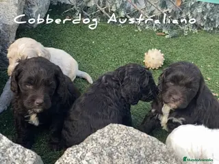 Labradoodle perros Cobberdog Australianos, abiertas reservas. - Anuncio 1