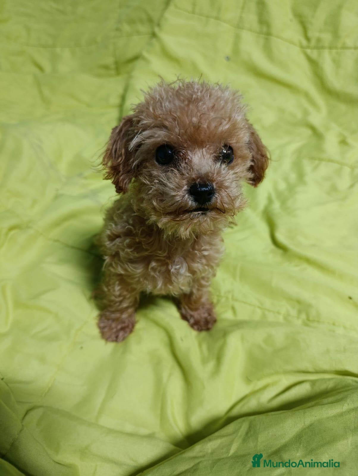 Caniche Toy perros CANICHE TOY - Anuncio 5