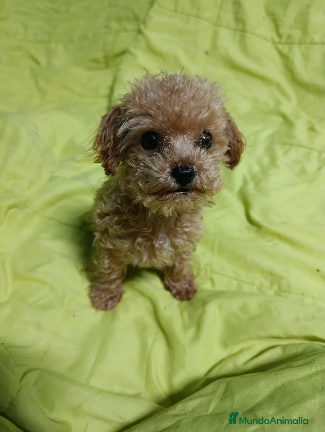 Caniche Toy perros en venta: CANICHE TOY - Anuncio 1