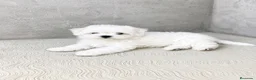 Bichón Maltés perros en venta: CACHORROS DE BICHON MALTÉS  - Anuncio 2