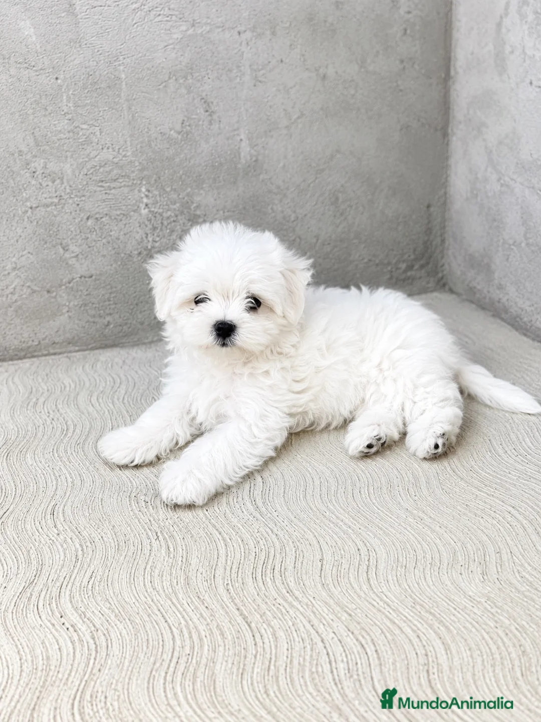 Bichón Maltés perros en venta: CACHORROS DE BICHON MALTÉS  - Anuncio 2