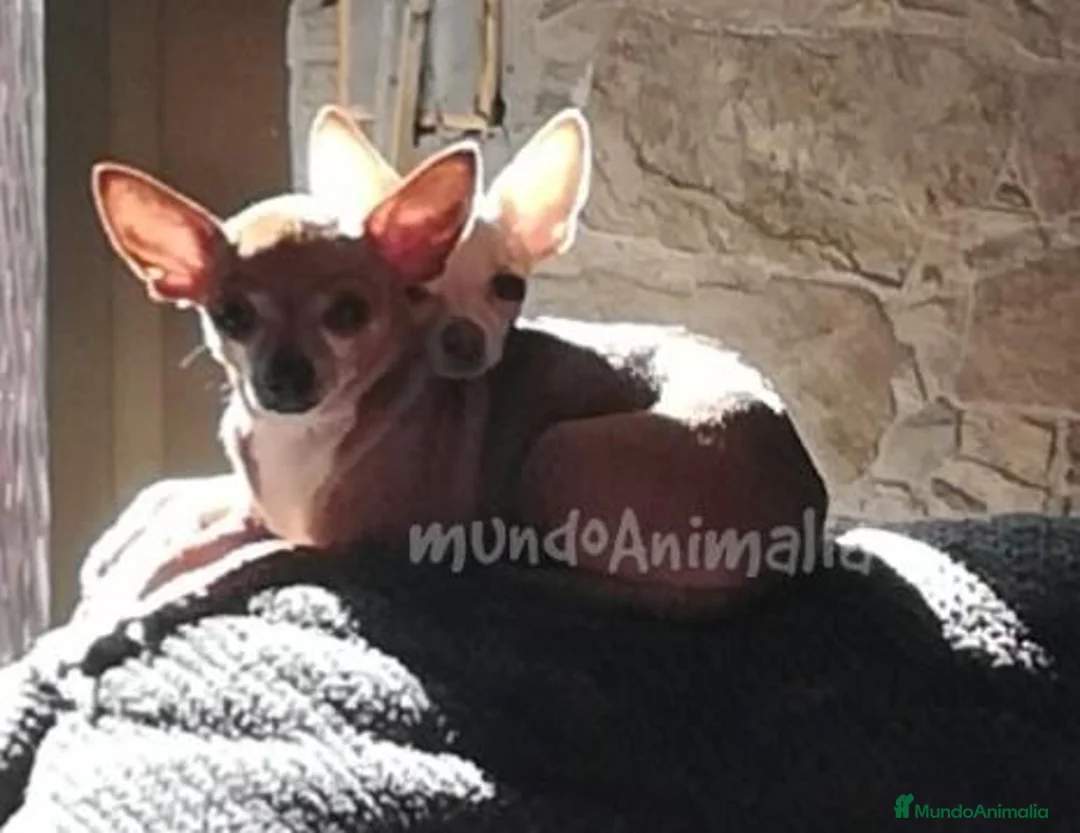 Imagen de galería {{count}}