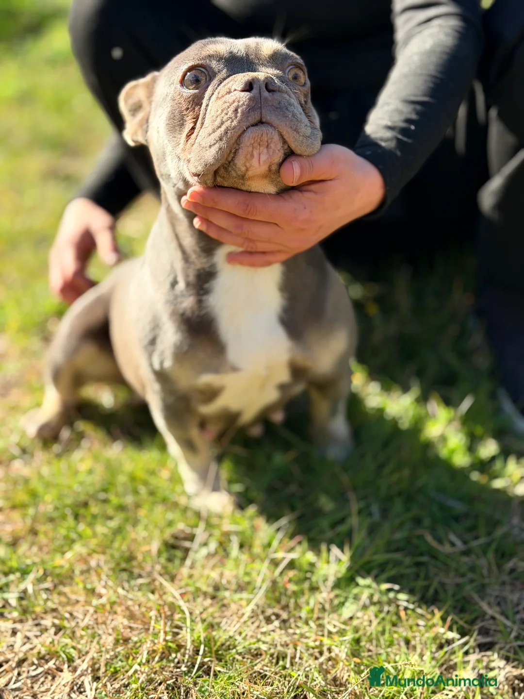 Bulldog Francés perros en venta: Bulldog francés MUY ECONOMICA - Anuncio 8