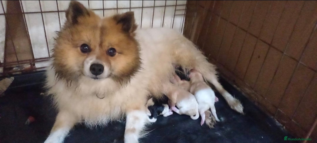 Pomchi perros en venta: Pomchis espectaculares - Imagen 4