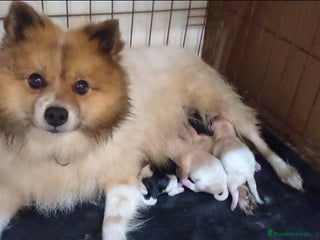 Pomchi perros - Anuncio 1