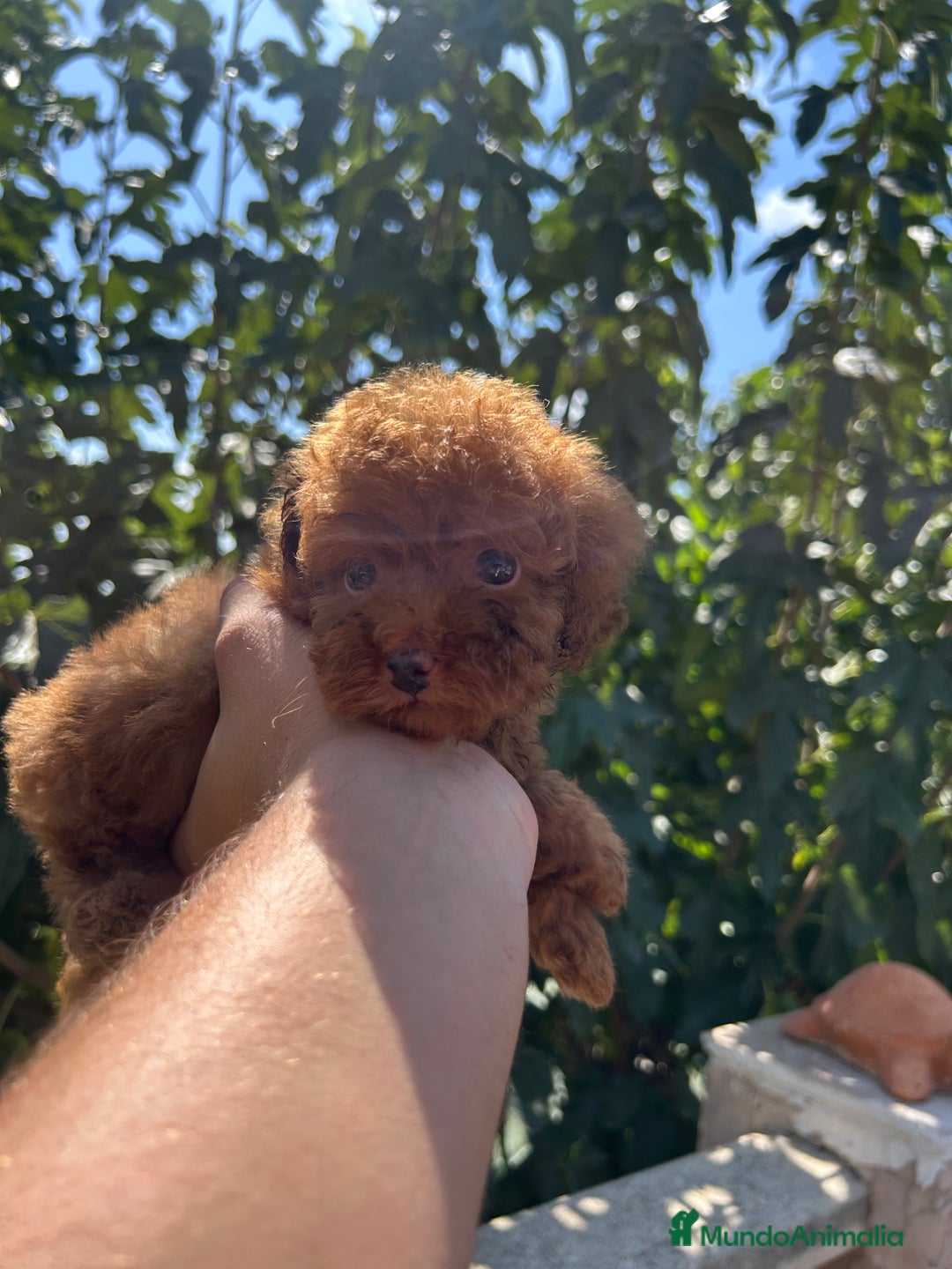 Caniche Toy perros en venta: Caniche Toy Rojo - Imagen 4