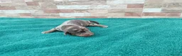 Teckel Miniatura perros en venta: Teckels Miniaturas de calidad - Anuncio 4