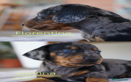 Teckel Miniatura perros en venta: 🐾 Florentina y Delfina – Teckel miniatura 🐾 - Imagen 1